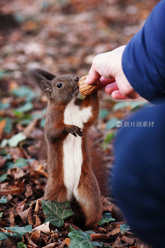 松鼠吃午饭