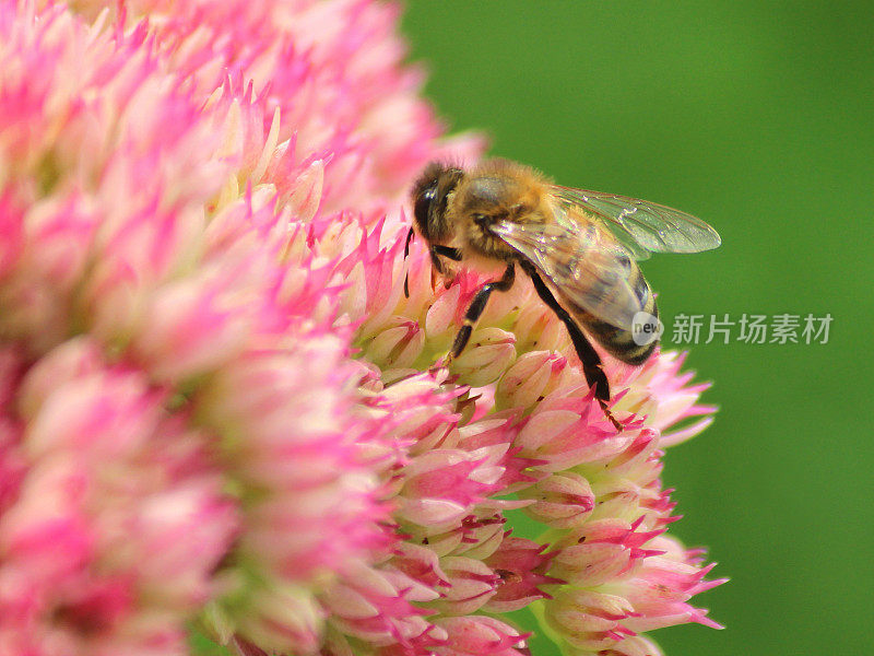 养蜂，花粉，粉红景天花，金凤草，石竹，冰花