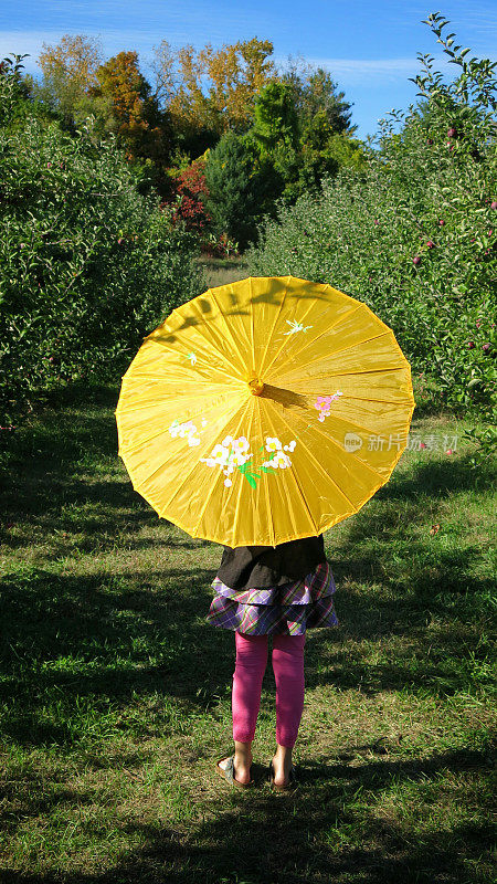 孩子拿着亚洲华人日本阳伞，阳光明媚，苹果园