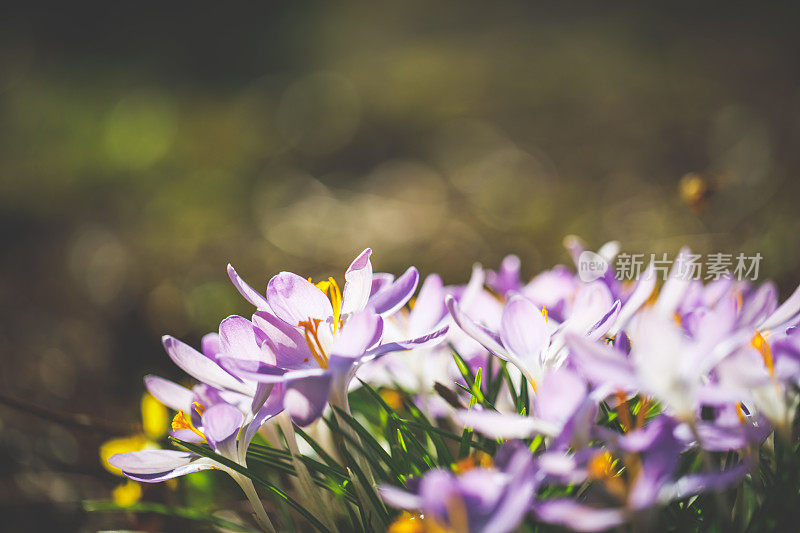 藏红花在春天开花