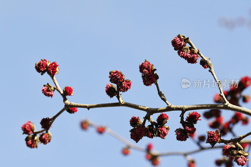 波斯铁木树枝上的红色花朵