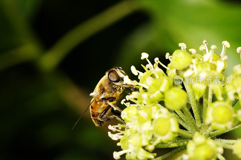 蜜蜂在常青藤花上的宏