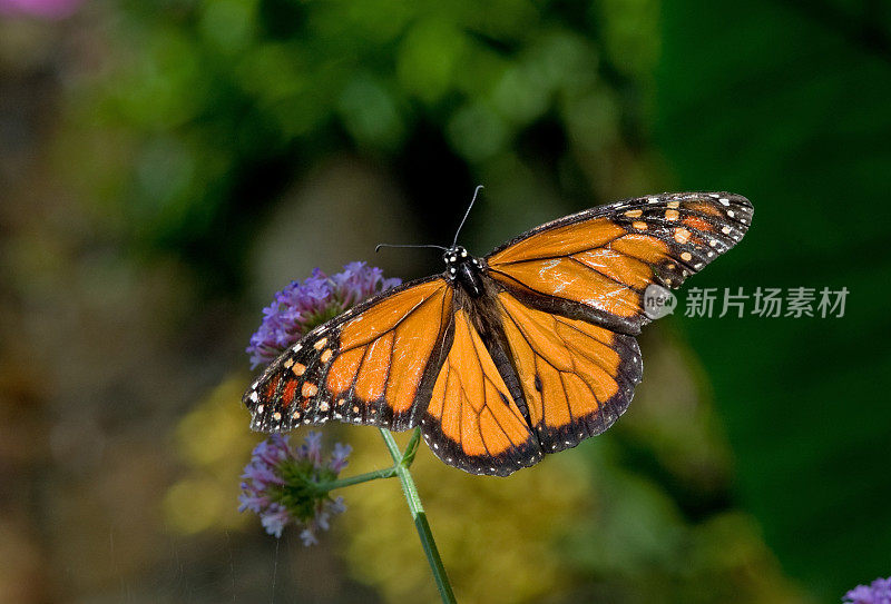紫花上的帝王蝶