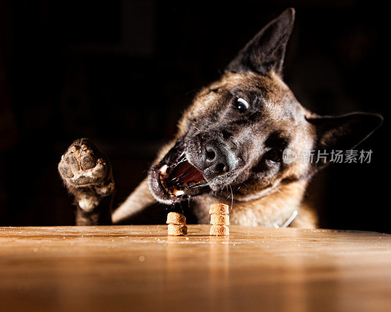 狗正要去偷食物