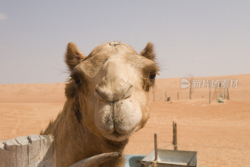 阿曼瓦希巴沙漠中的骆驼