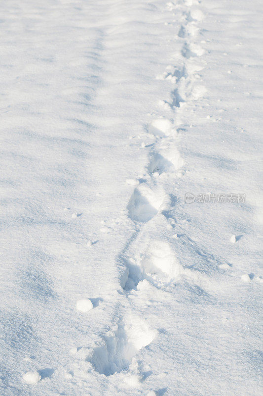 雪领域