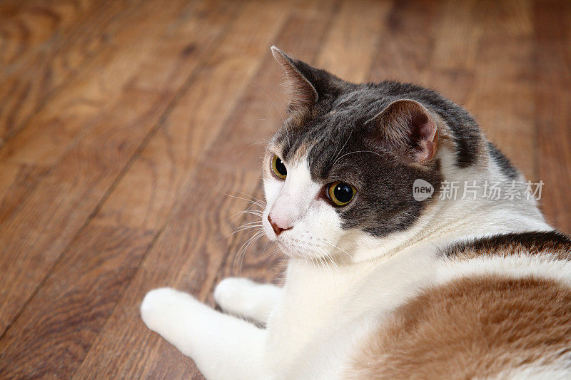 警惕的猫往一边看