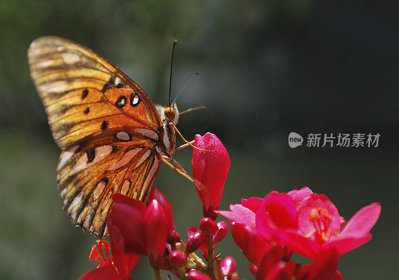 帝王蝶授粉麻疯树开花