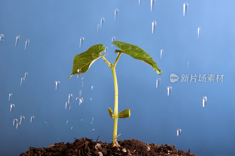 豆科植物发芽