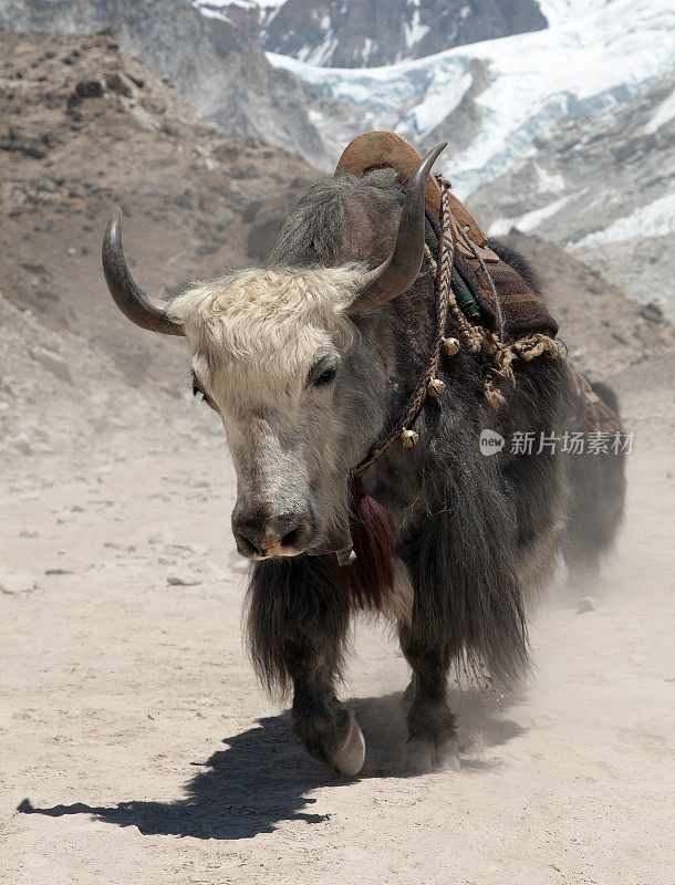前往珠峰大本营-尼泊尔途中的牦牛