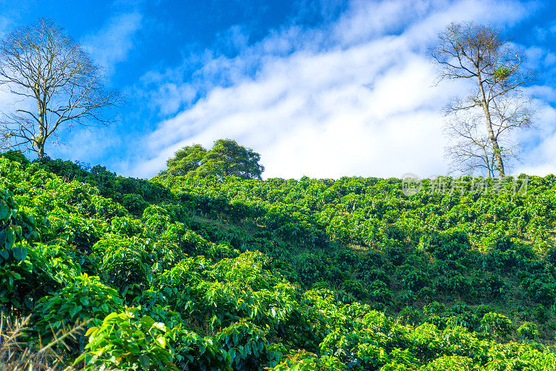 咖啡树景观