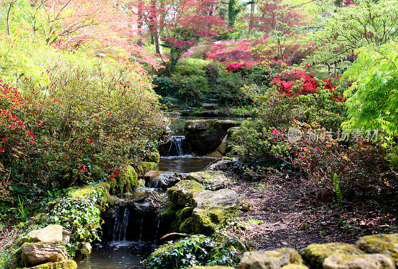 林地花园，有池塘，瀑布，日本枫树，杜鹃花