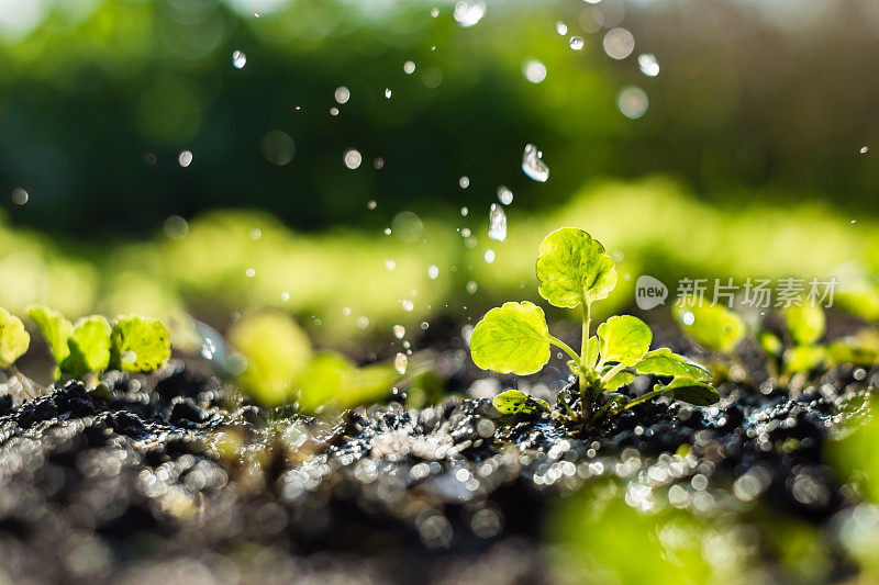 植物在地里发芽，农民在给它浇水
