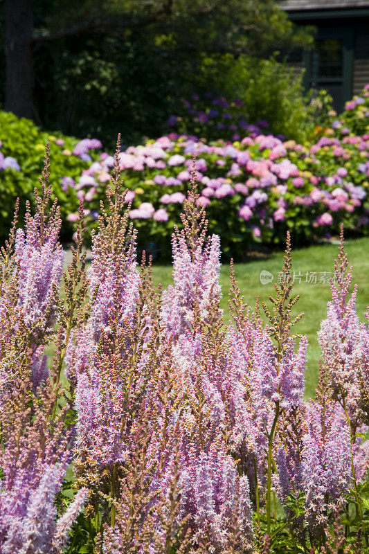 紫花植物野外特写