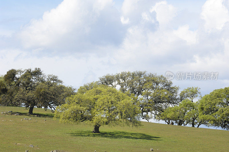 春天的加州橡树在山坡上