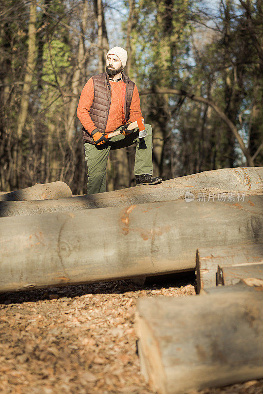 伐木工人用锯、斧头、链锯等工作工具砍伐树木