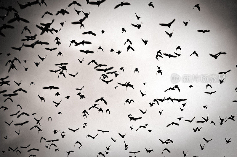 许多鸟在一个戏剧性的天空飞翔