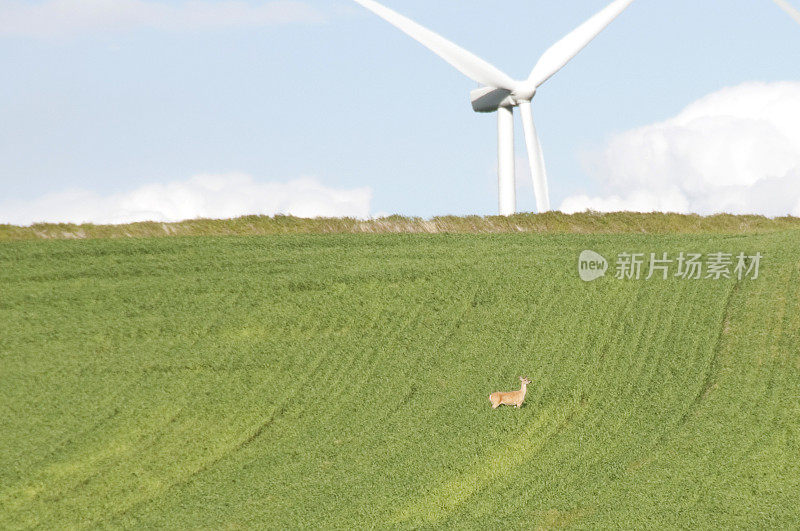 在风力发电机下的麦田里的骡鹿