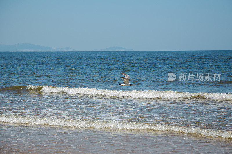 海鸥在海上飞翔