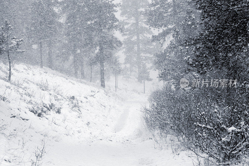 科罗拉多州派克国家森林的春雪