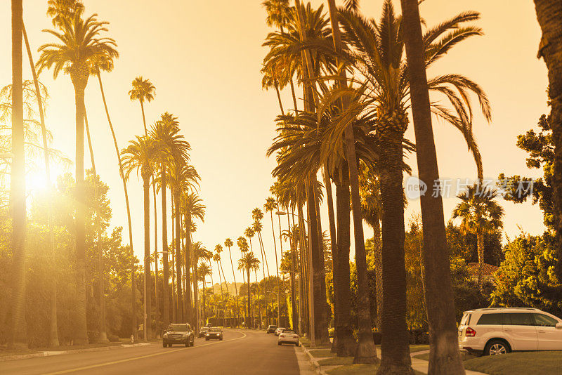 好莱坞佳能大道日落时的一棵棕榈树