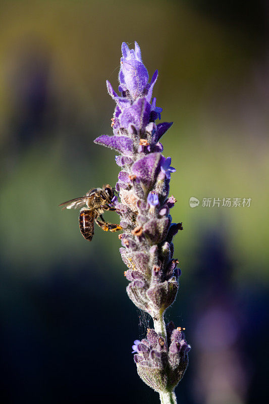蜜蜂在薰衣草上