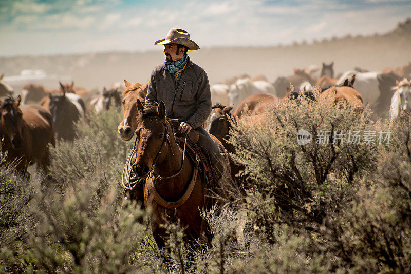 在围捕期间，牛仔带领一群马穿过尘土和鼠尾草灌木丛
