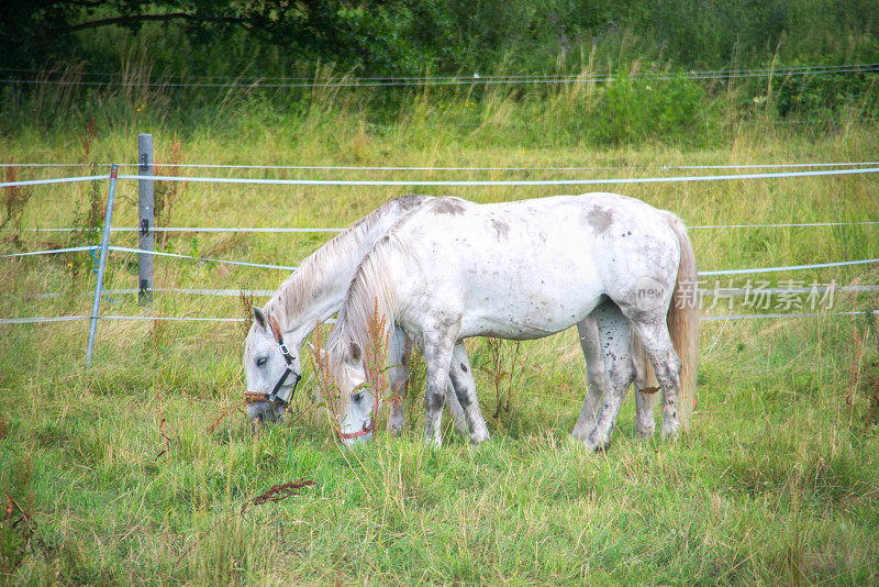 草地上的两只白色的野马