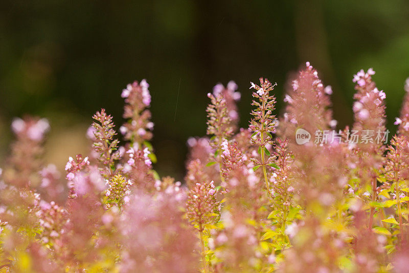 百里香的花