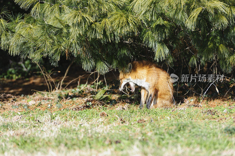 在华盛顿特区杰斐逊纪念堂附近晒太阳的狐狸