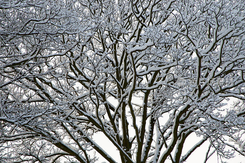 近雪覆盖的树