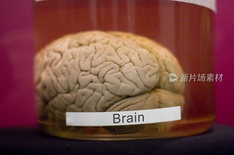 大脑Jar