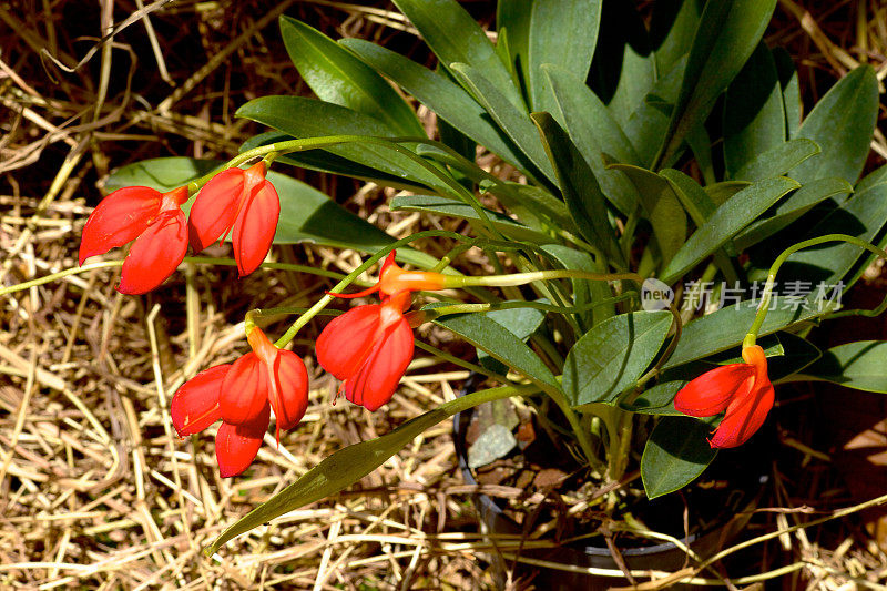 奇异的红色兰花