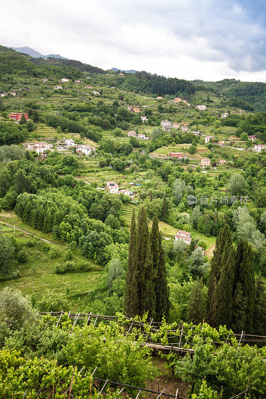 托斯卡纳乡村全景;葡萄藤和高大的柏树在前景