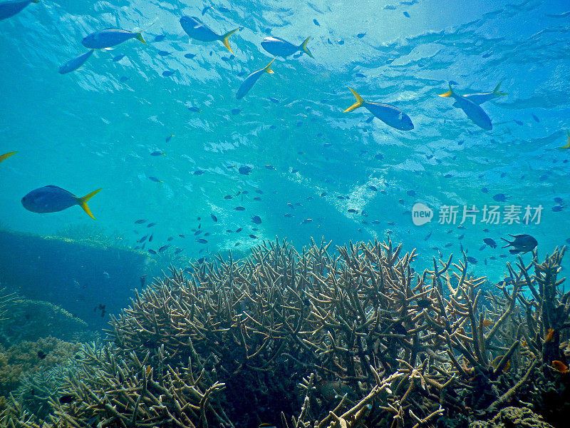 晶莹剔透的水景，大堡礁和珊瑚