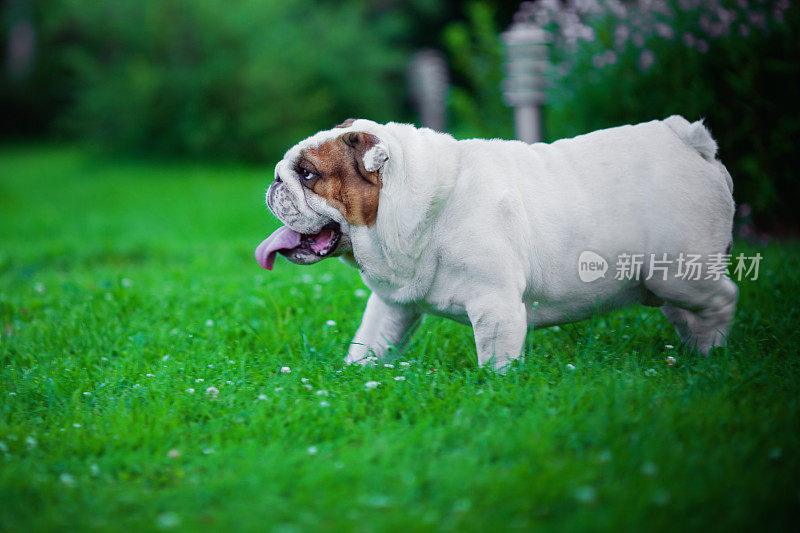 英国牛头犬