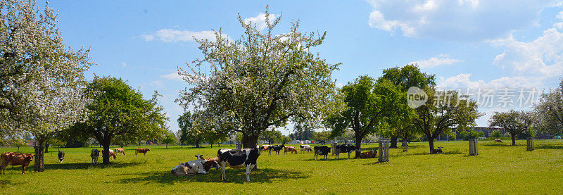 农场上的一群奶牛，在苹果树间吃草