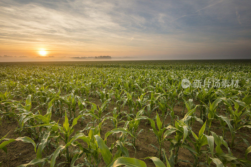 日落时分田野上的玉米植物景观