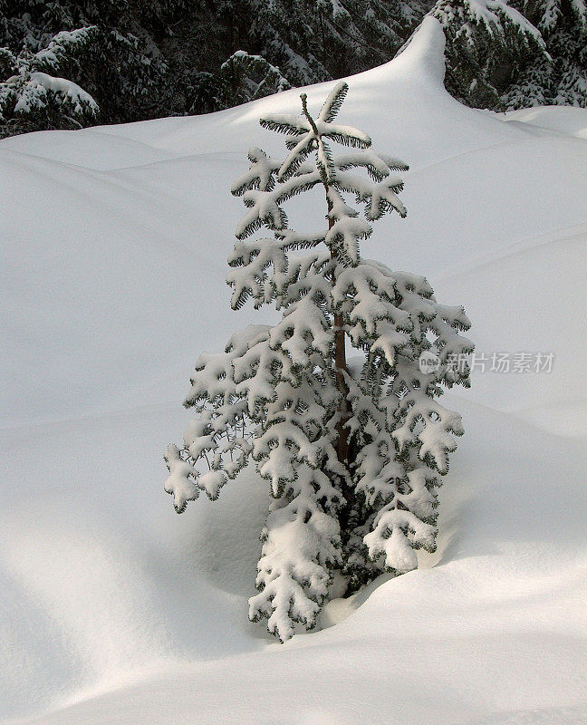 雪景:小铁杉