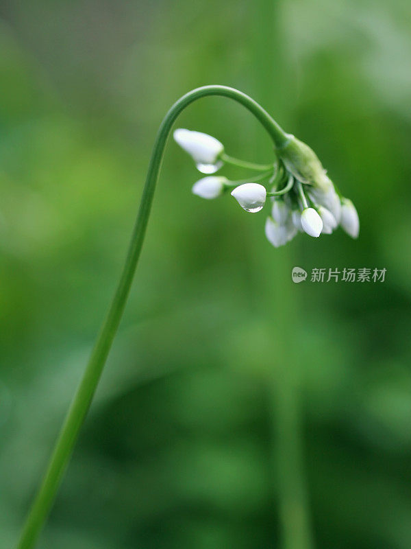 花带水滴