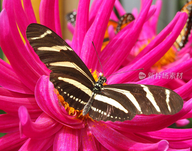 蝴蝶在粉红色的花上