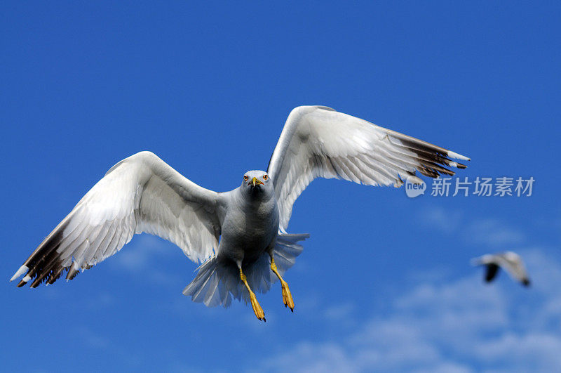 海鸥在天空中飞翔