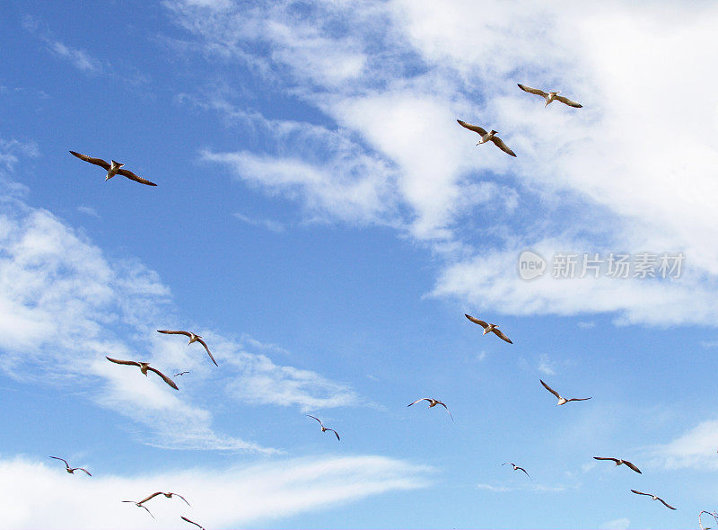 海鸥在天空