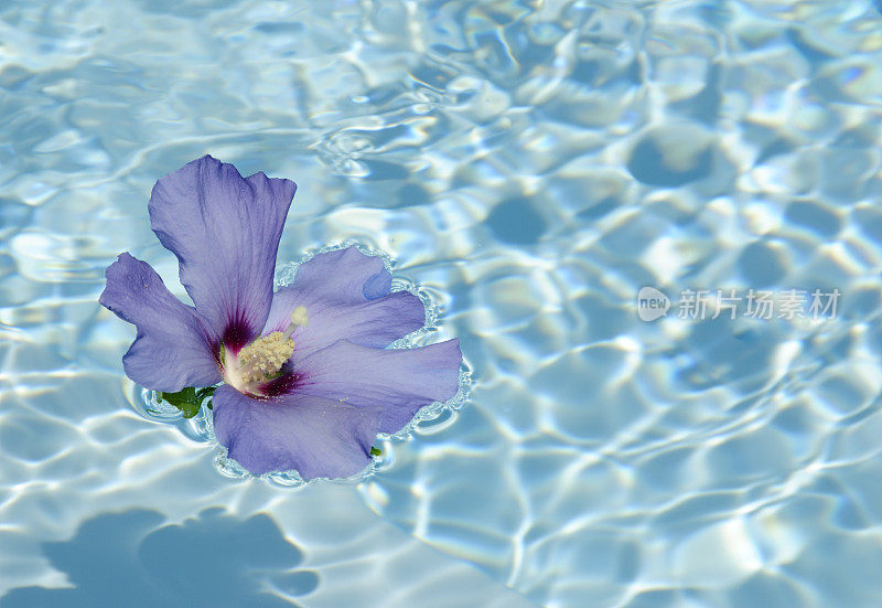 芙蓉花浮在水上