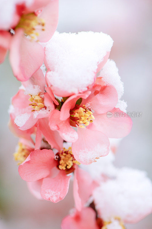 粉红色的樱花被一场早春的雪覆盖着。