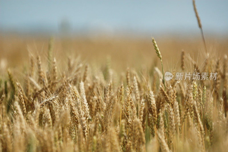 印第安纳州农场里的小麦准备收获了