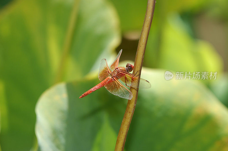 Meadowhawk蜻蜓休息