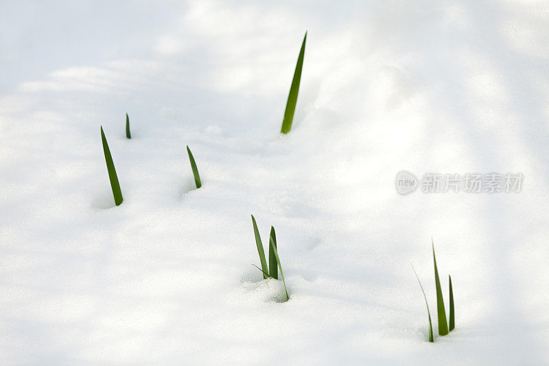 雪中生长的植物