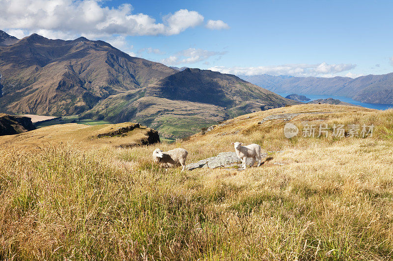 新西兰的羊景观