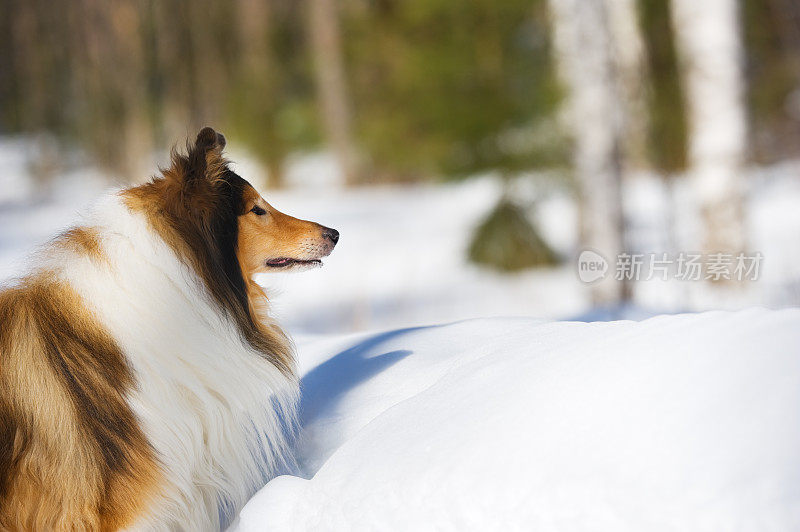 雪地里的牧羊犬